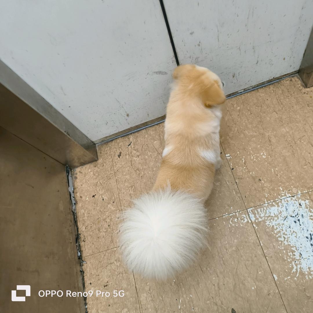 韩宝宝