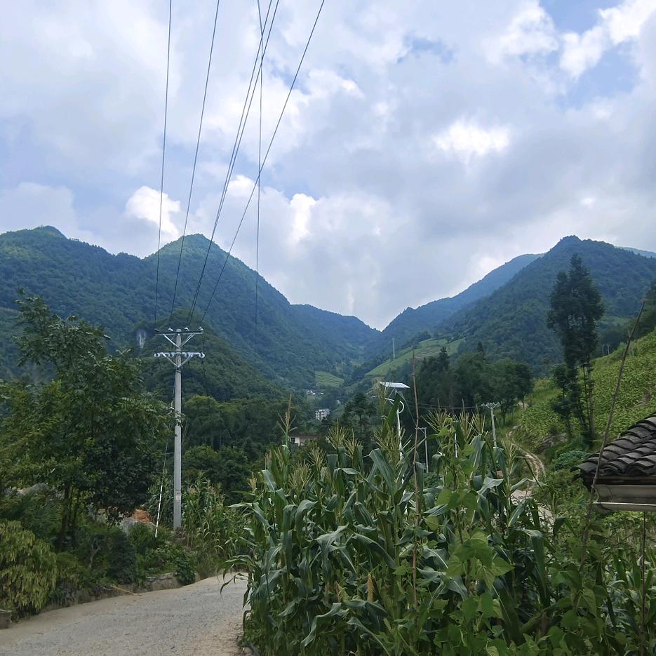 鹤腚红