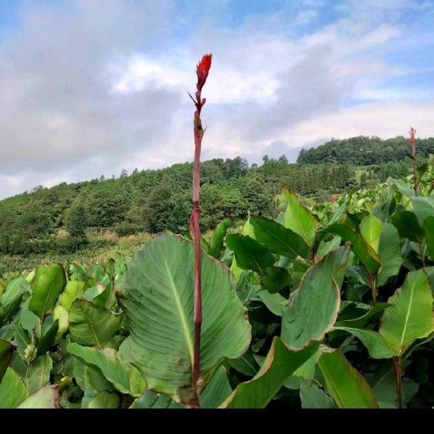 荣安农业矿业