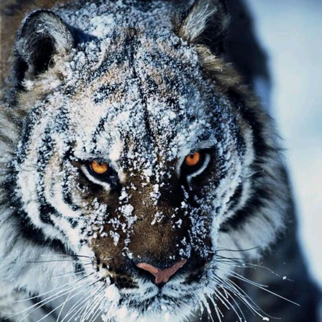 猪皮恶霸(三角洲行动)