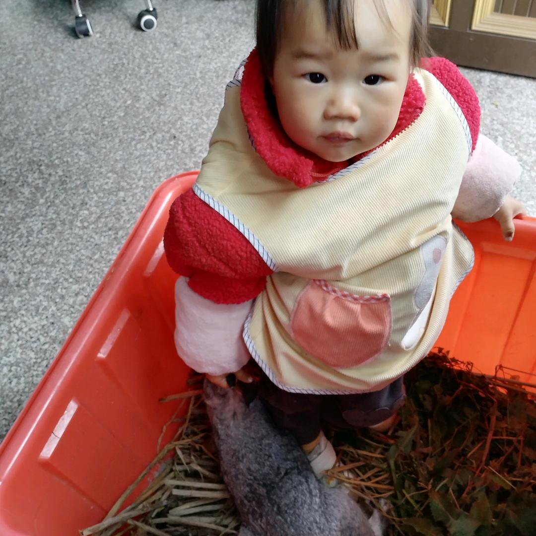 小绵羊 首播，时间不定