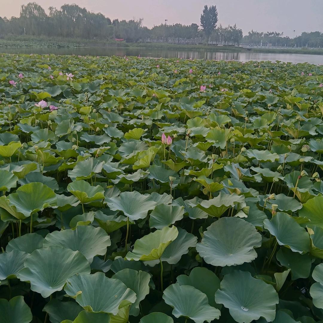 我爱北京天安门