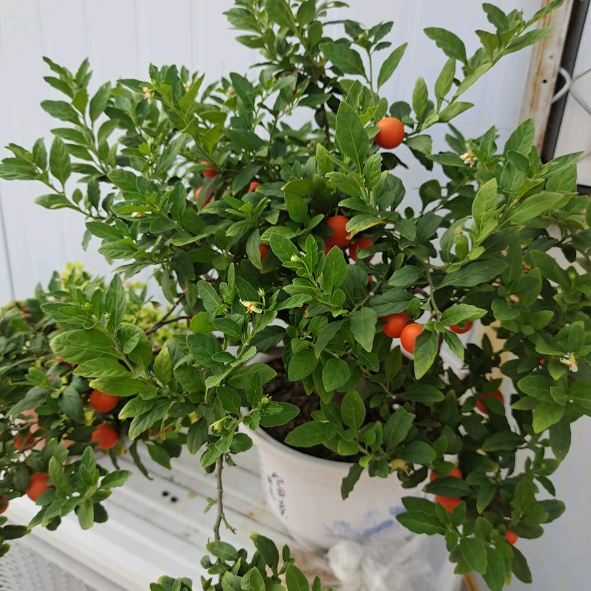 岳花拒绝私聊🌴🌴🌴