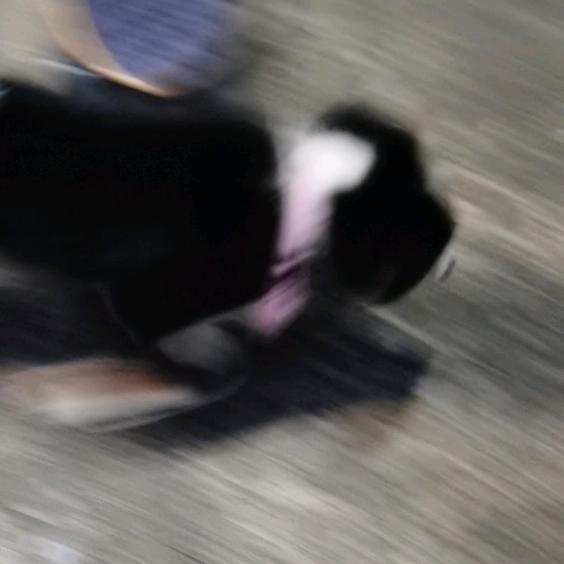 小舞