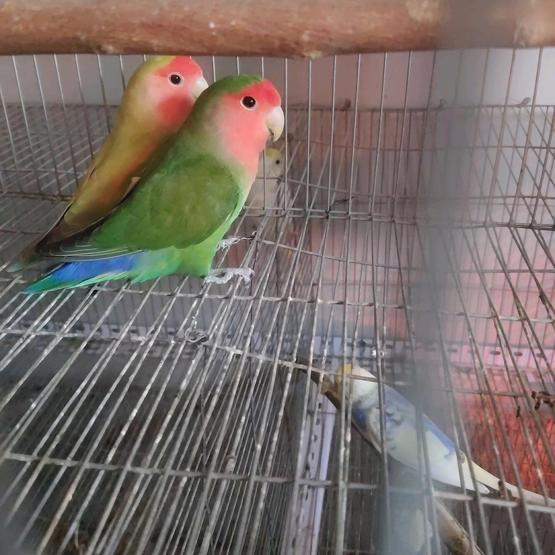草莓柿子哥