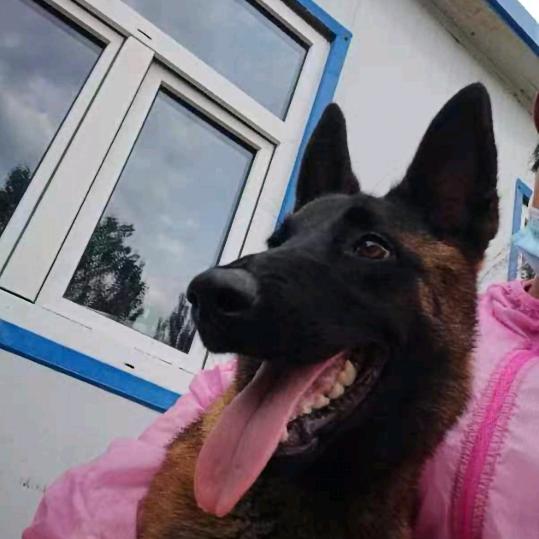 老王训犬