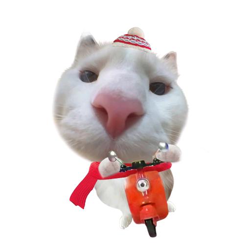 李礼礼