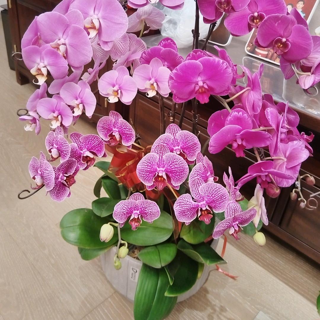 呱呱造大公主vs呼呼炫二公主