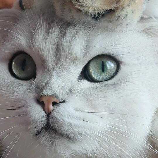 魔法姑姑美食百货屋