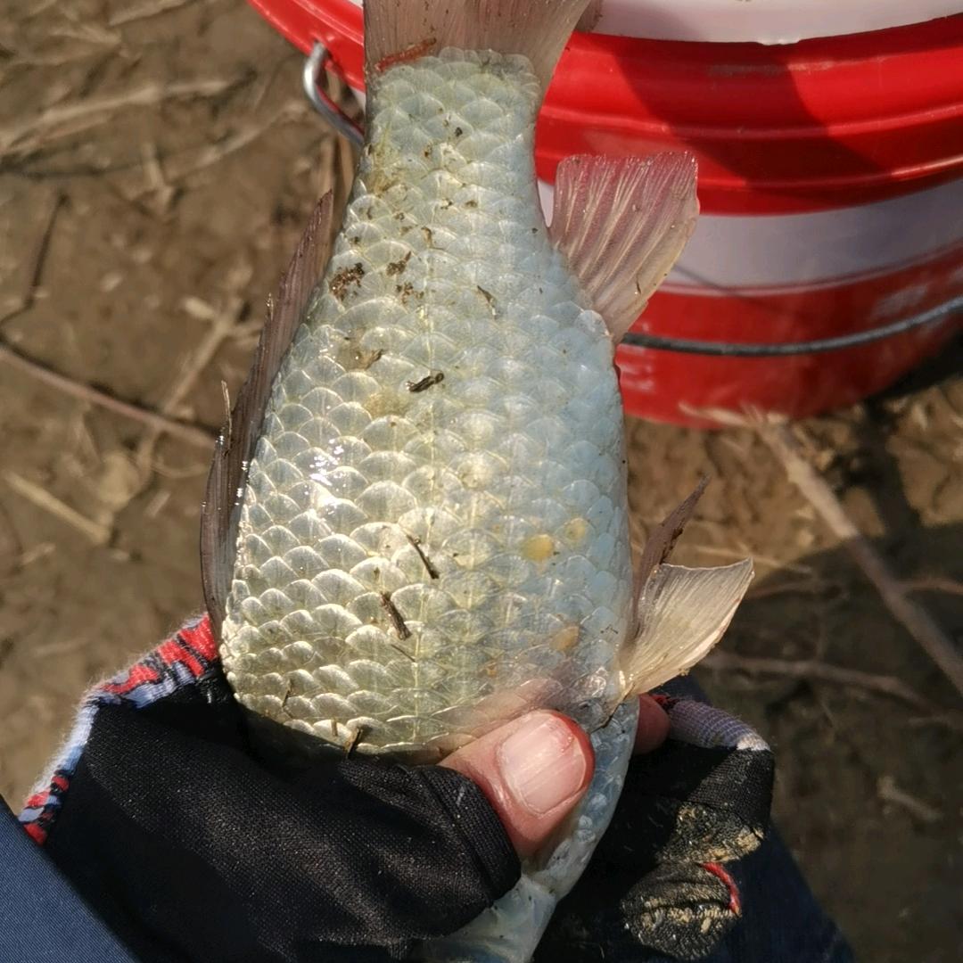 大鹏