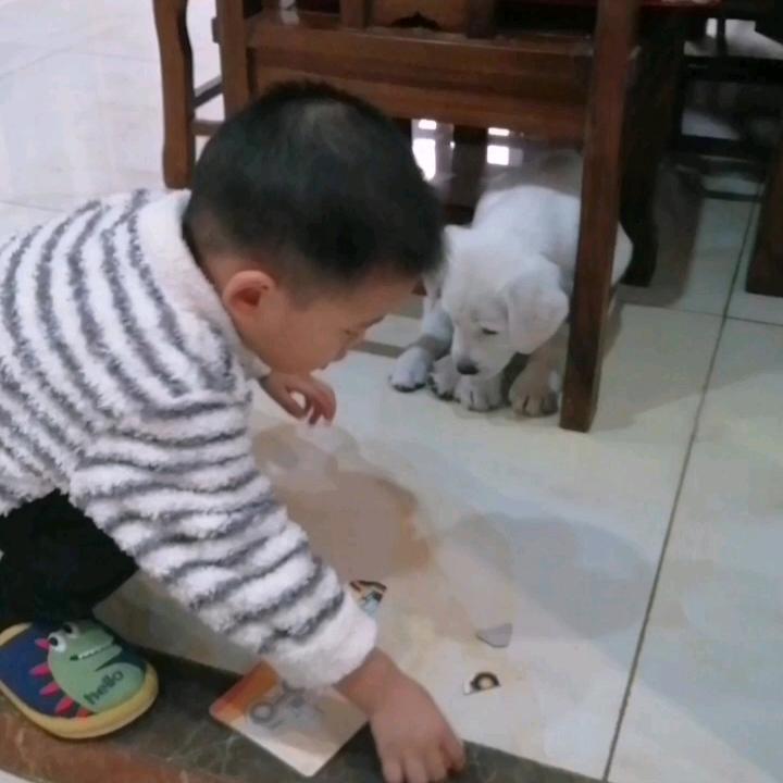 多多和旺旺