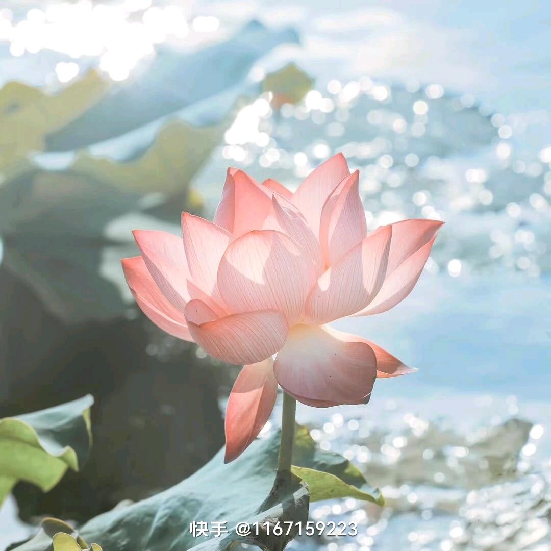 郑大姐，花开富贵，心想事成