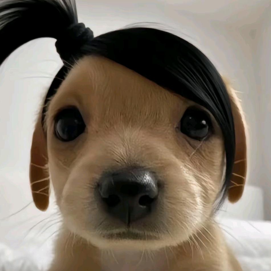 泪犬