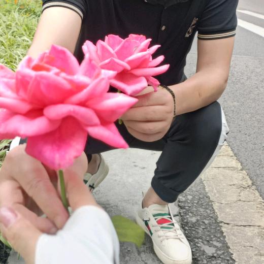 带刺的玫瑰🌹🌹🌹