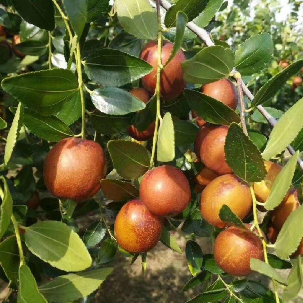 昌邑梨枣大葱代办宋丽娜