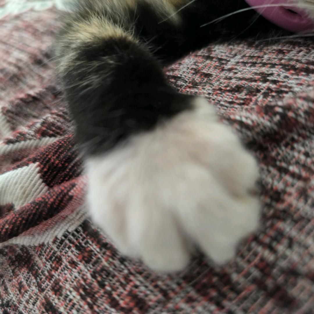 天南