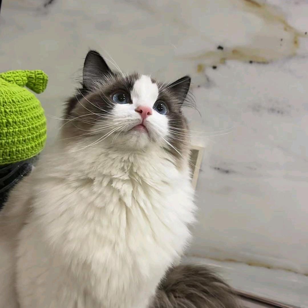 养一百只布偶猫