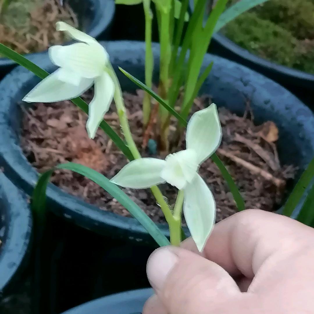 贵州胖子