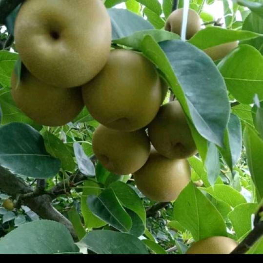 @叫声哥哥，，有糖吃(>_<)