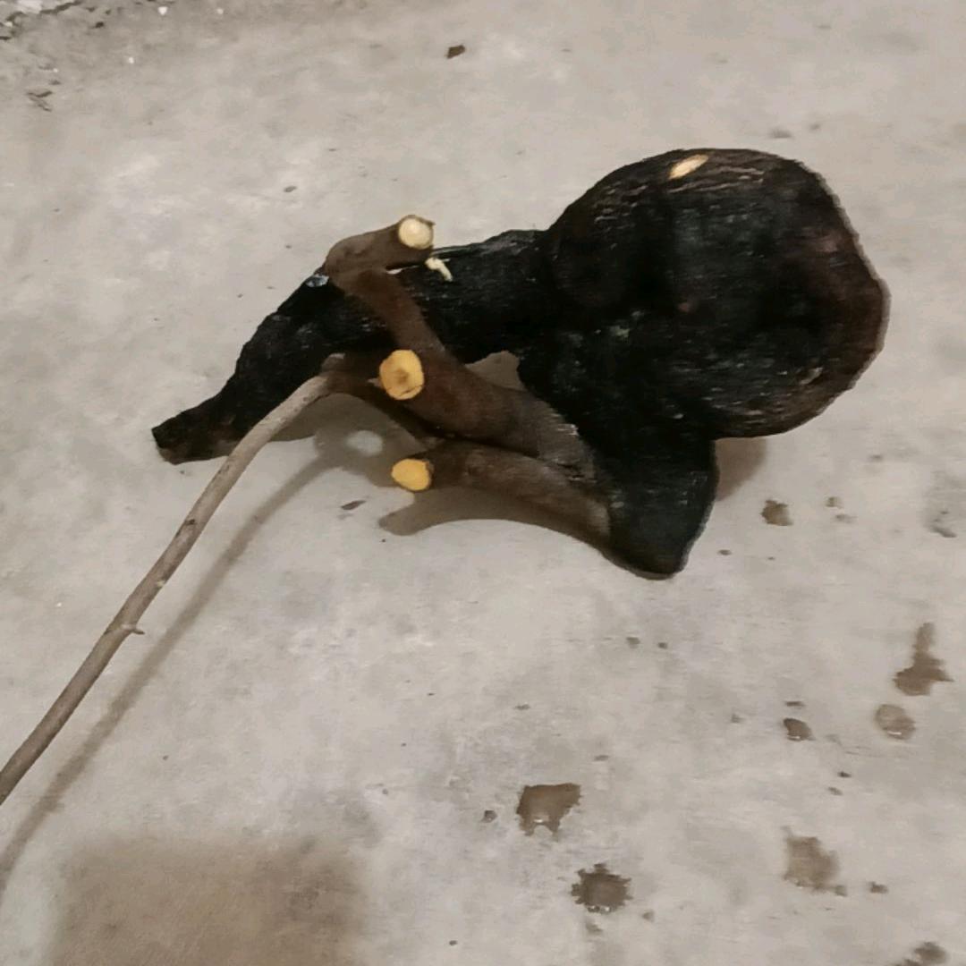天天平安