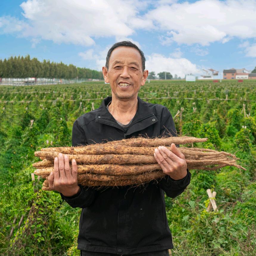 怀臻山药合作社