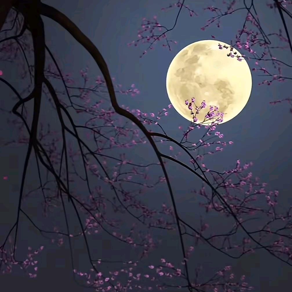 H.北夜ʸ