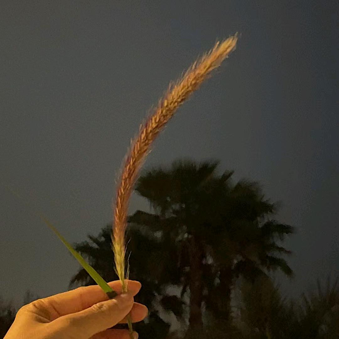 小皮皮🍬🍬🍬