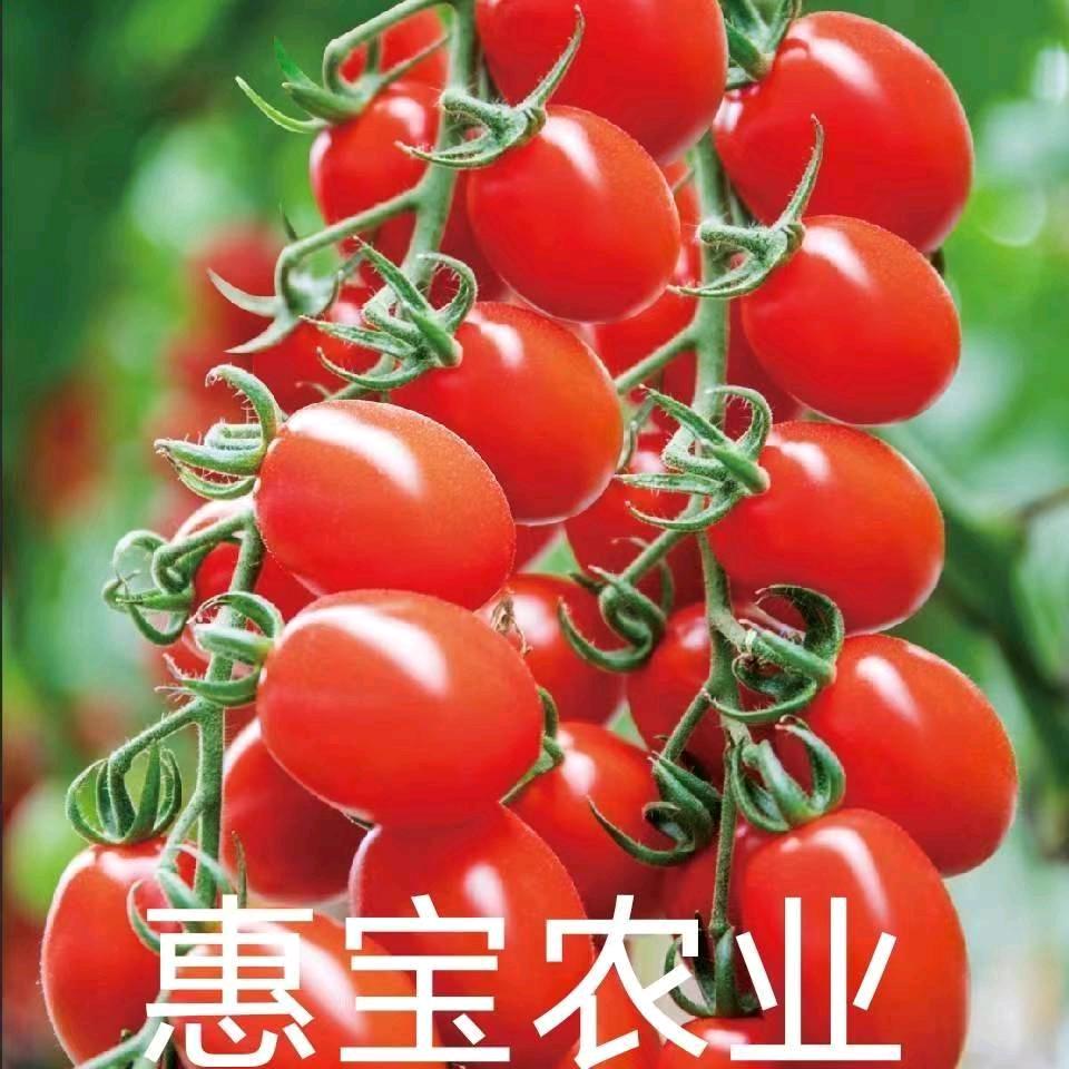 鸿运99小番茄！青岛惠宝农业公司