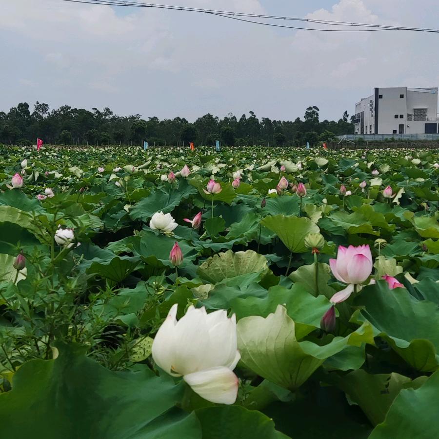 姹紫嫣红，顺遂平安🌿🌸