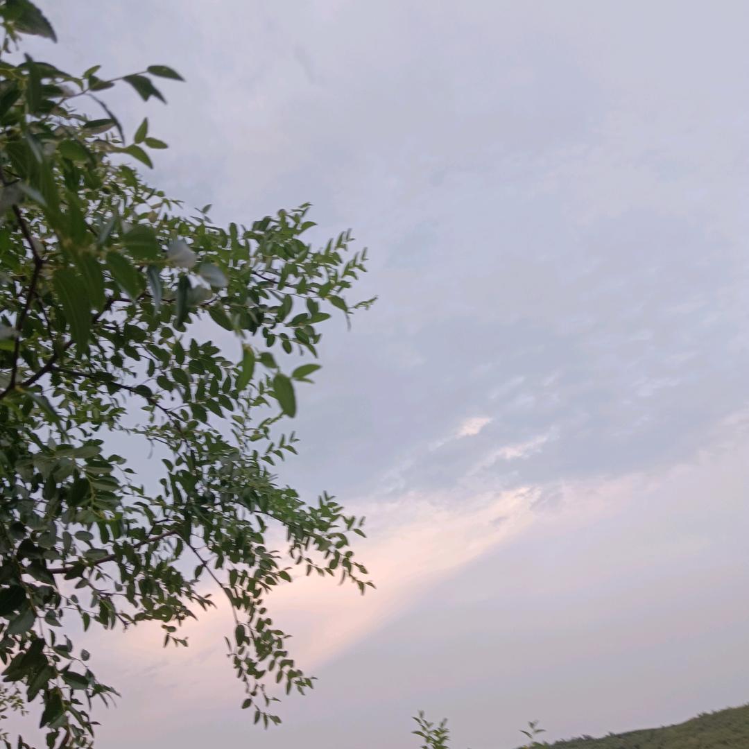 随风飘