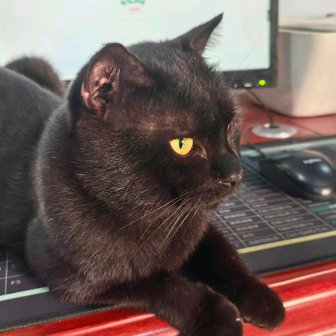 猫猫喵喵