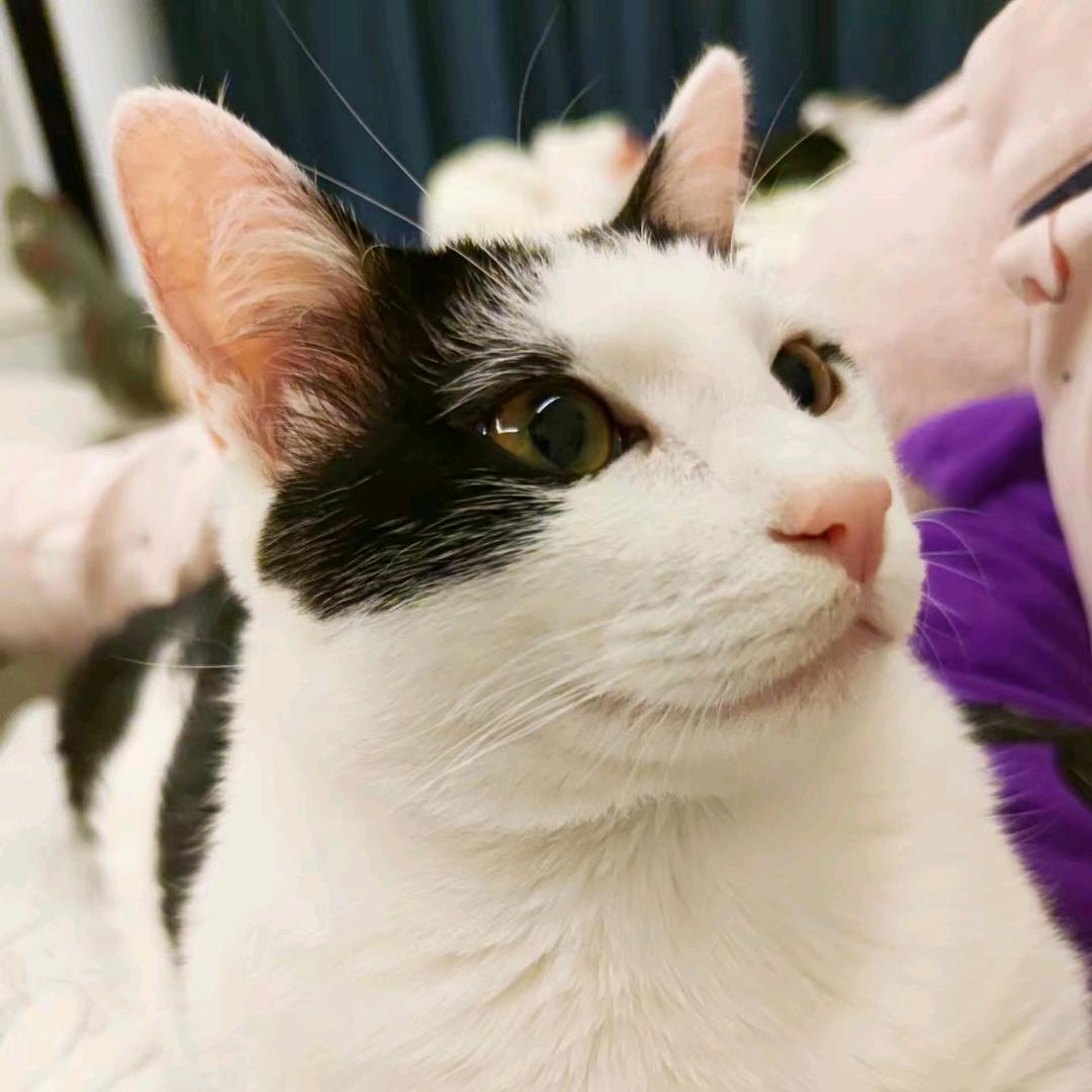 爱猫咪的Lily