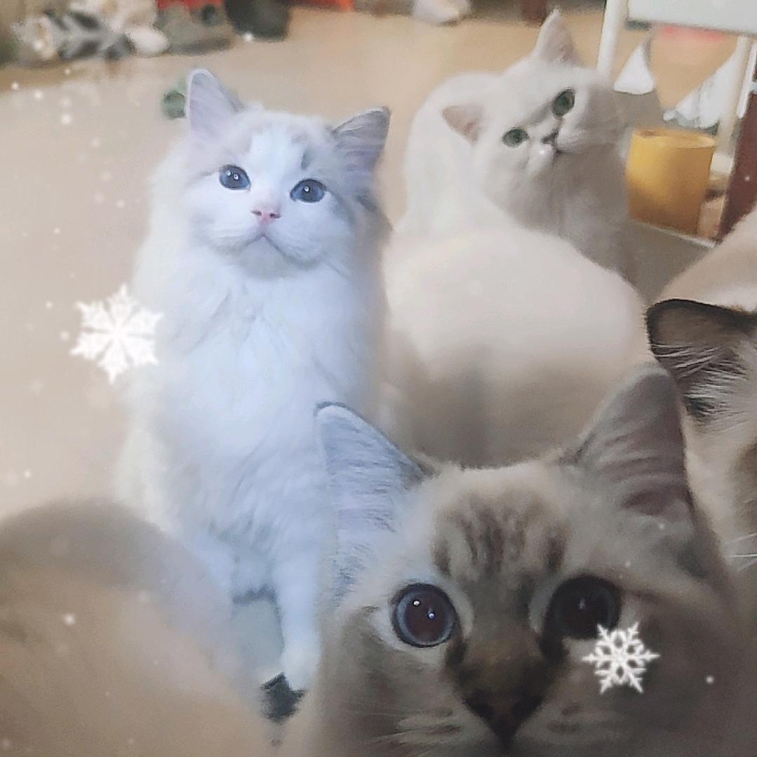 田园猫宝好物分享