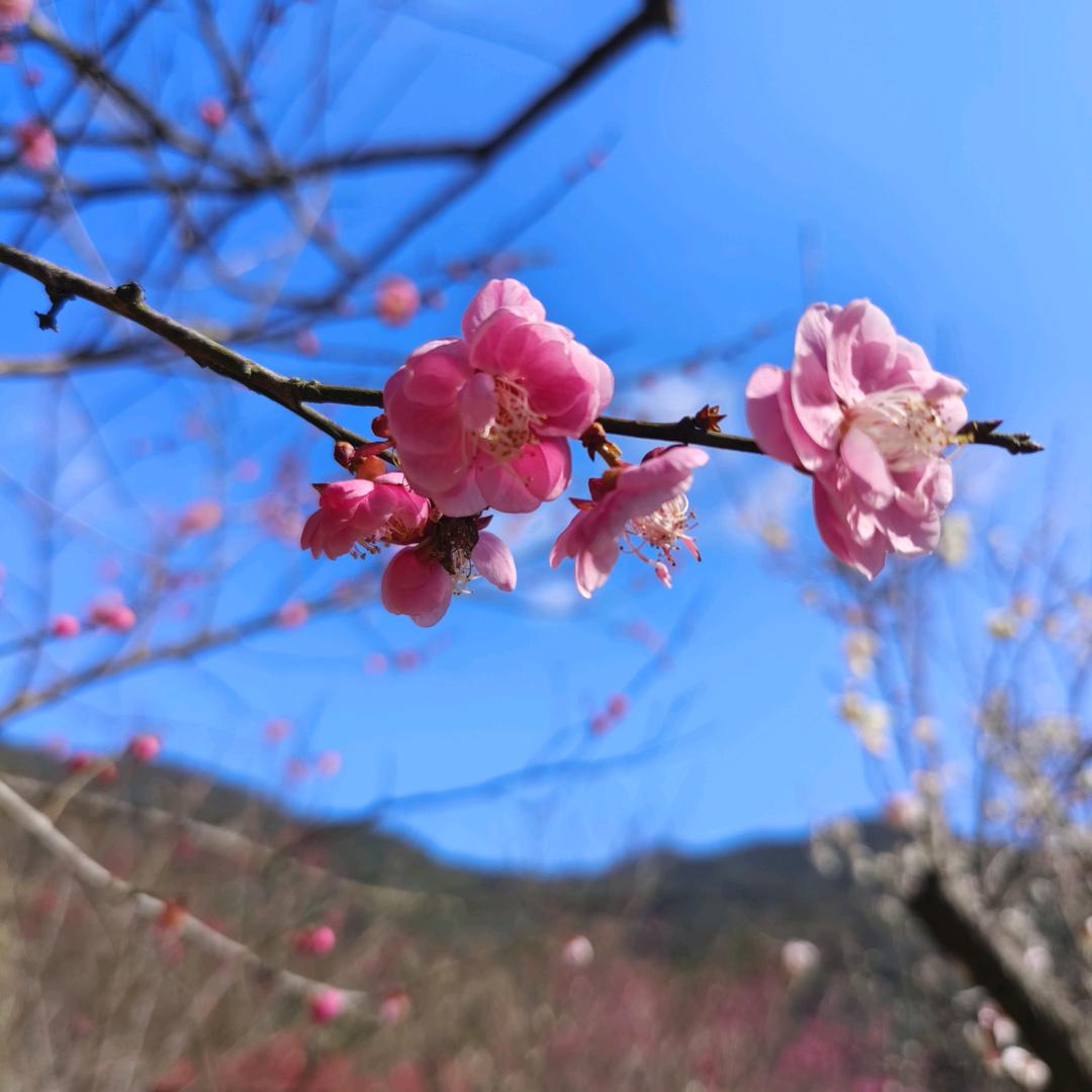 崇笙