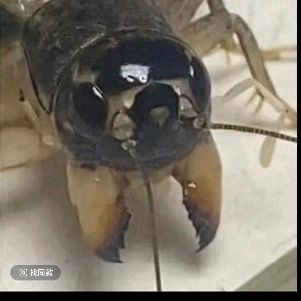 劲刚蟋蟀