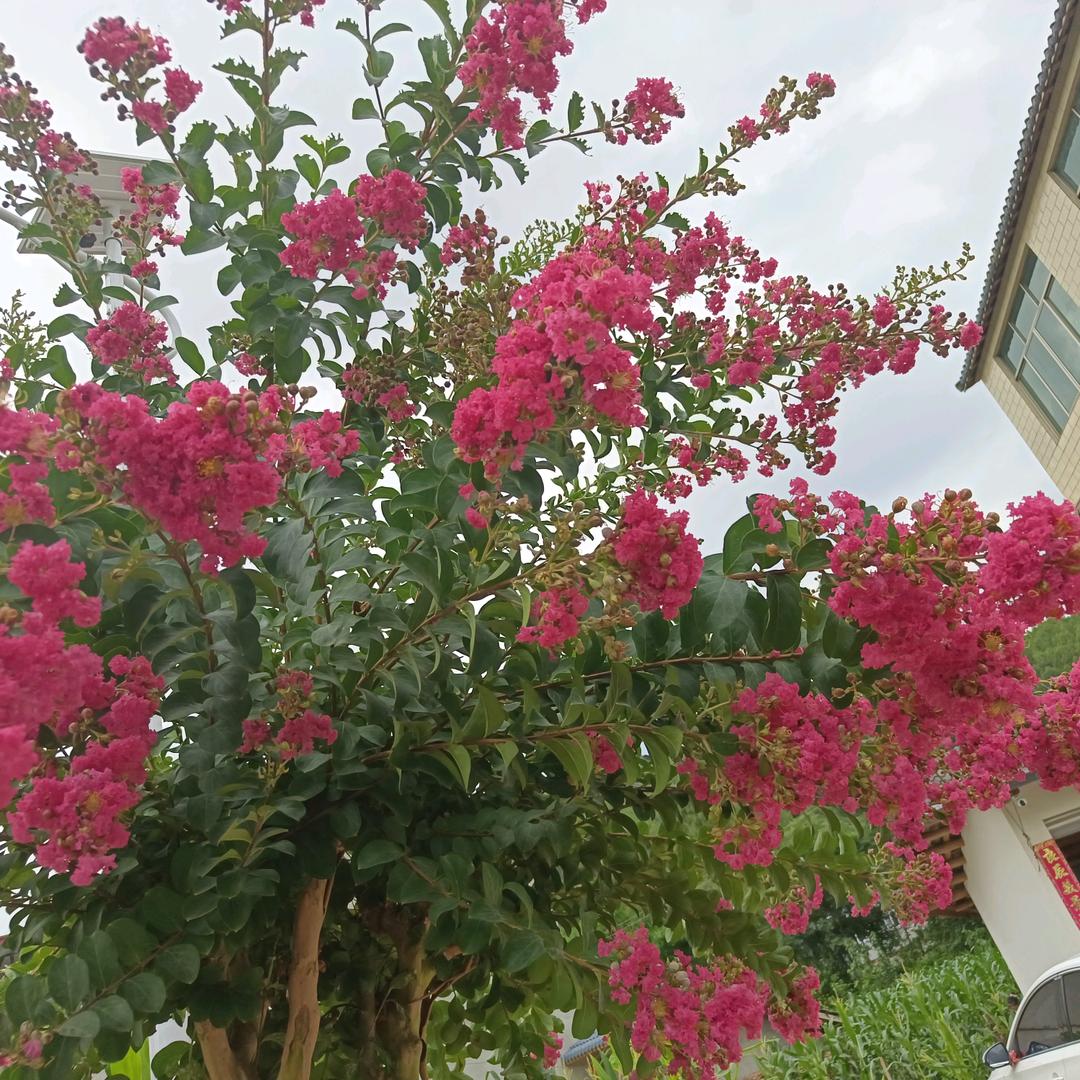 玉兔
