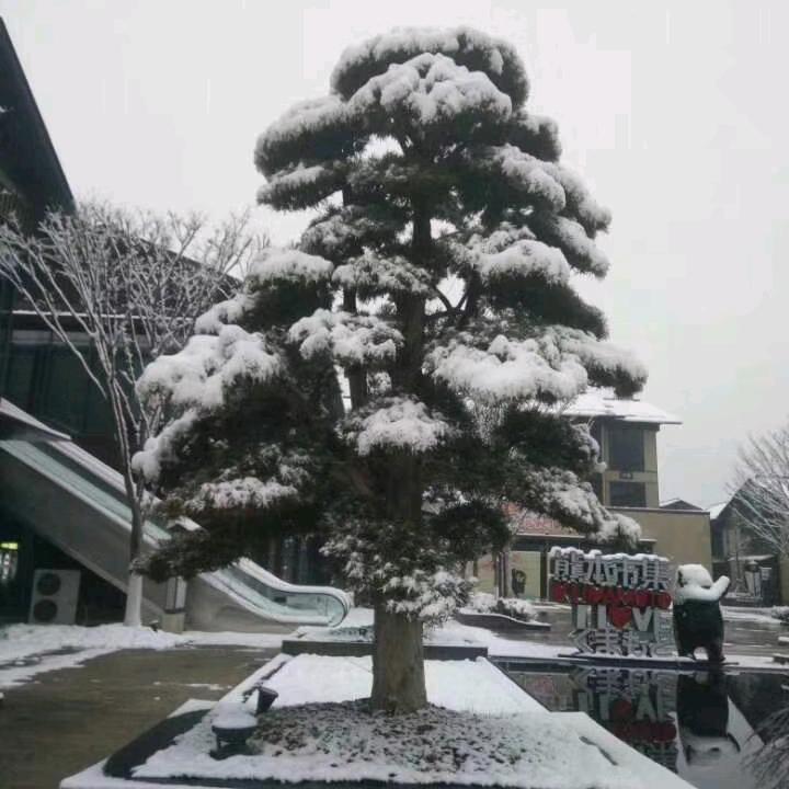 风中飘落的花蕊