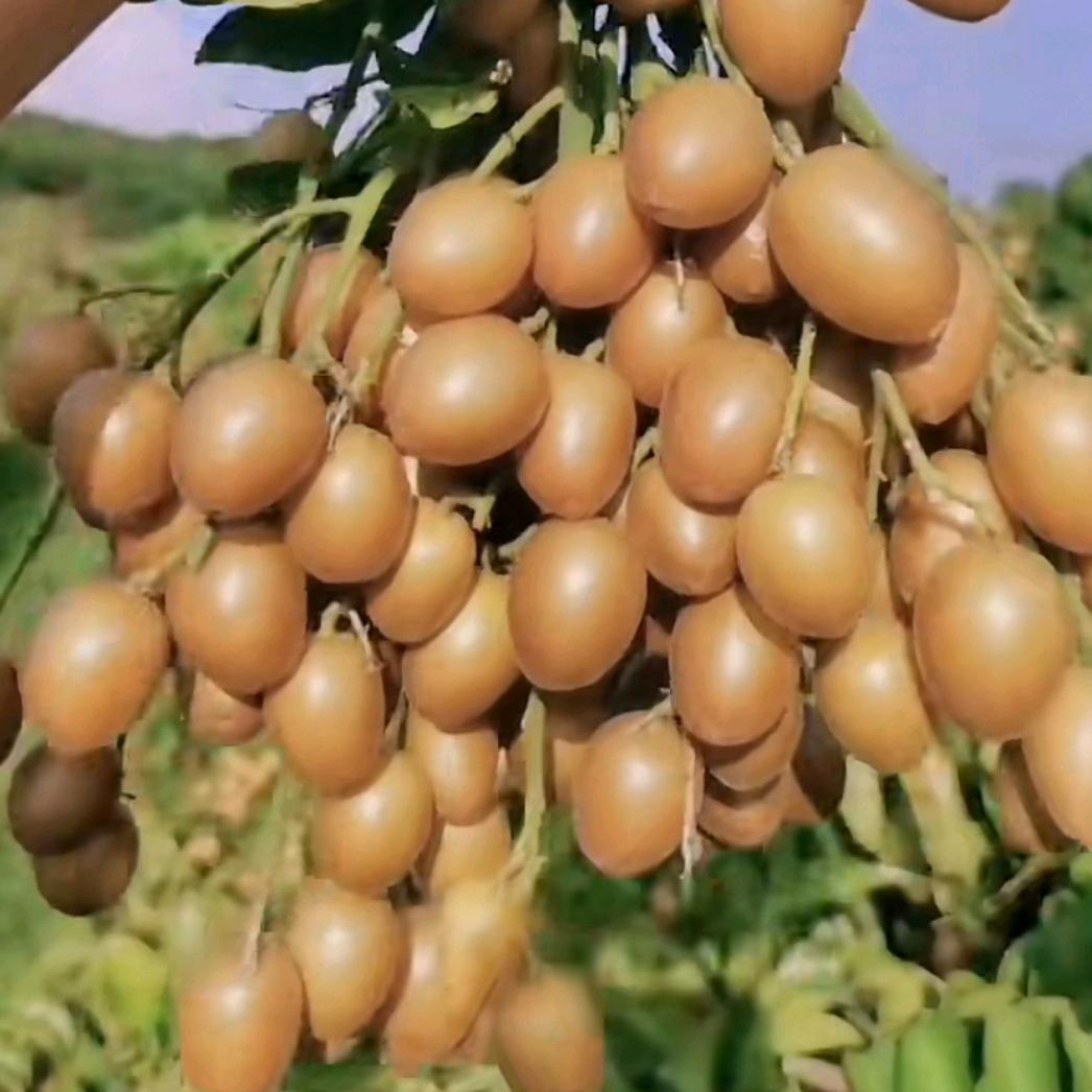 婚介芹姐