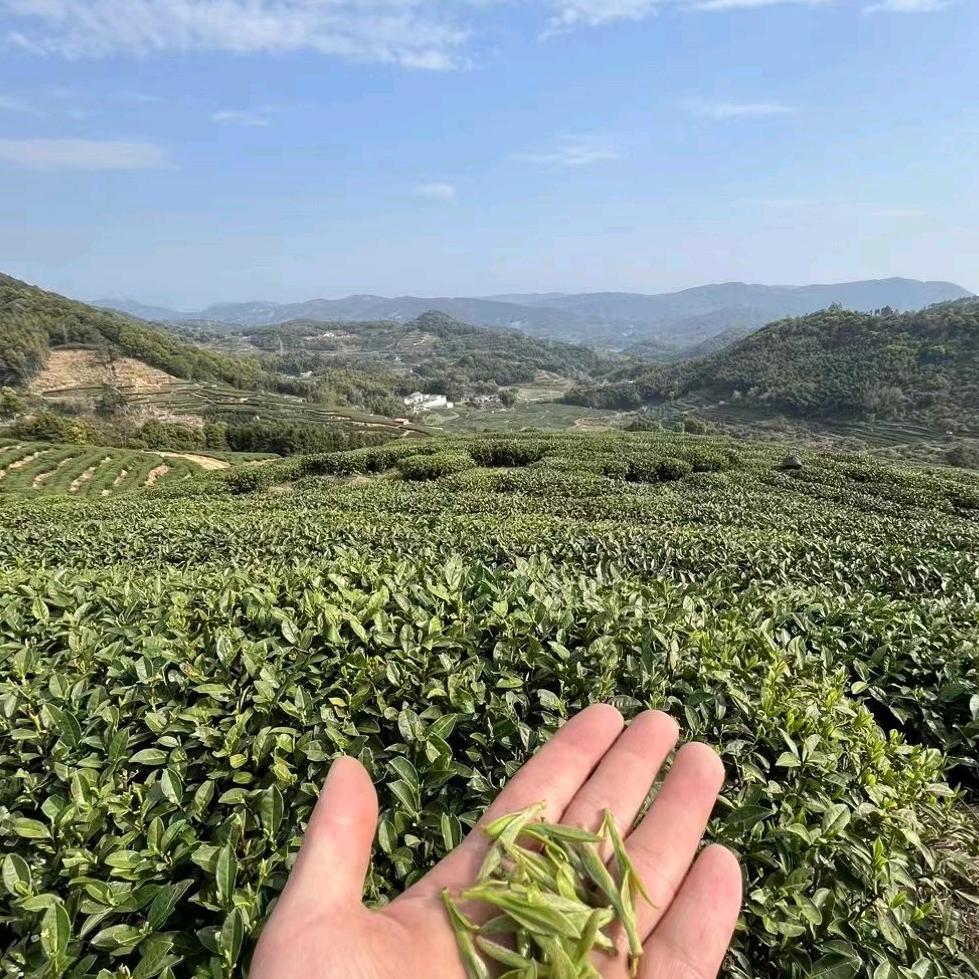 小白～爱喝茶