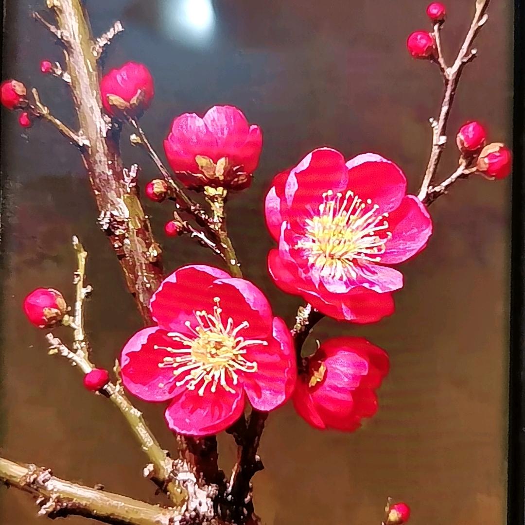 寒梅花🌸