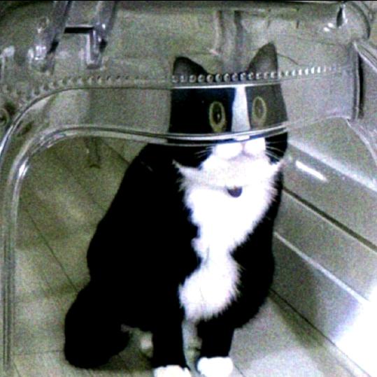 爵士毫耄哈基米