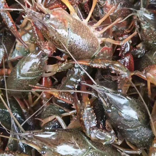 天门九石水产（祥哥）