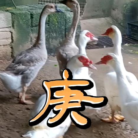 ╭(╯庚╰)╮