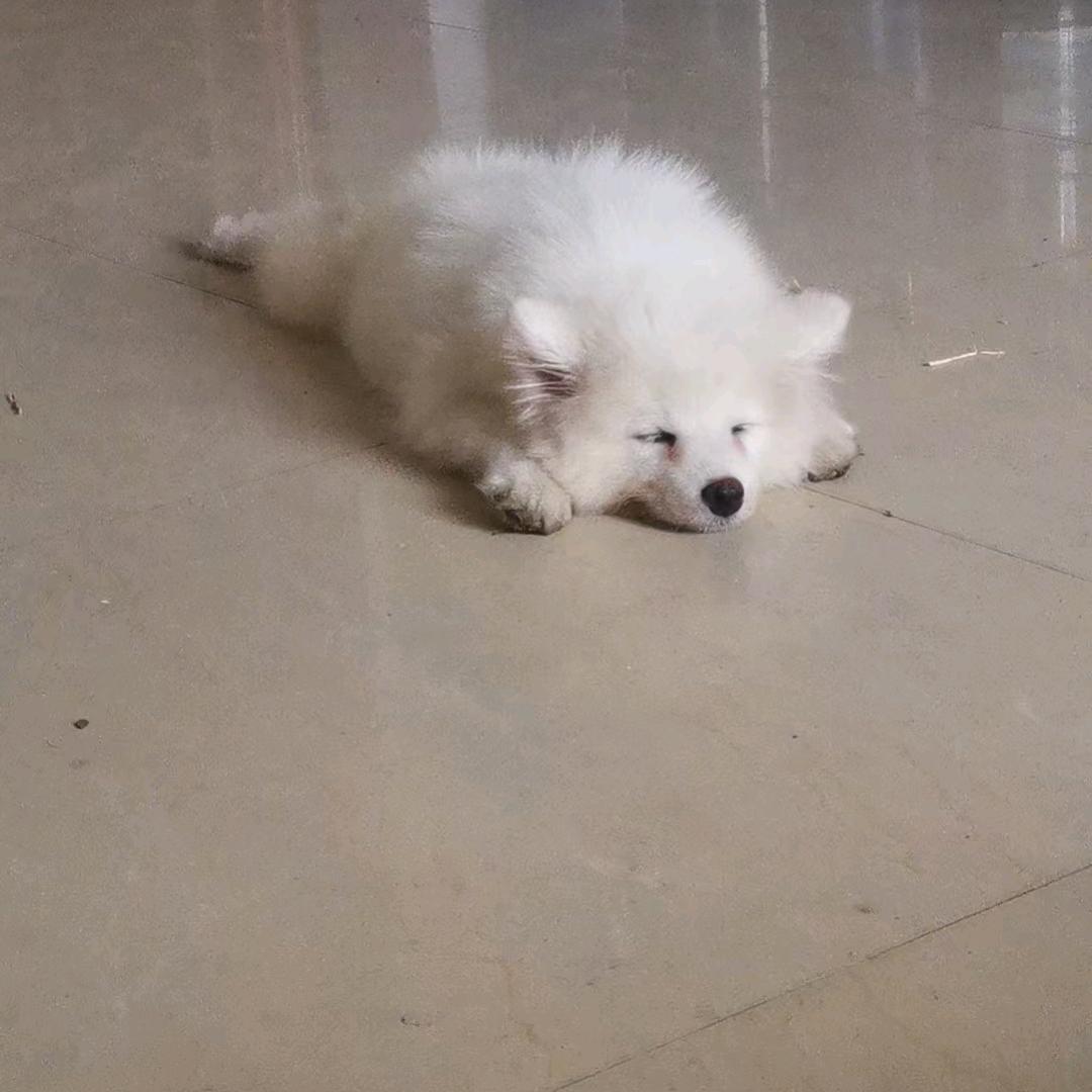 欧耶