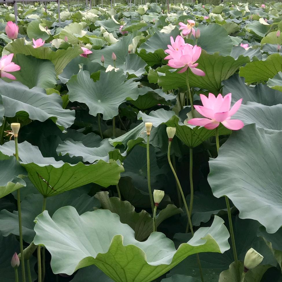 龙海生