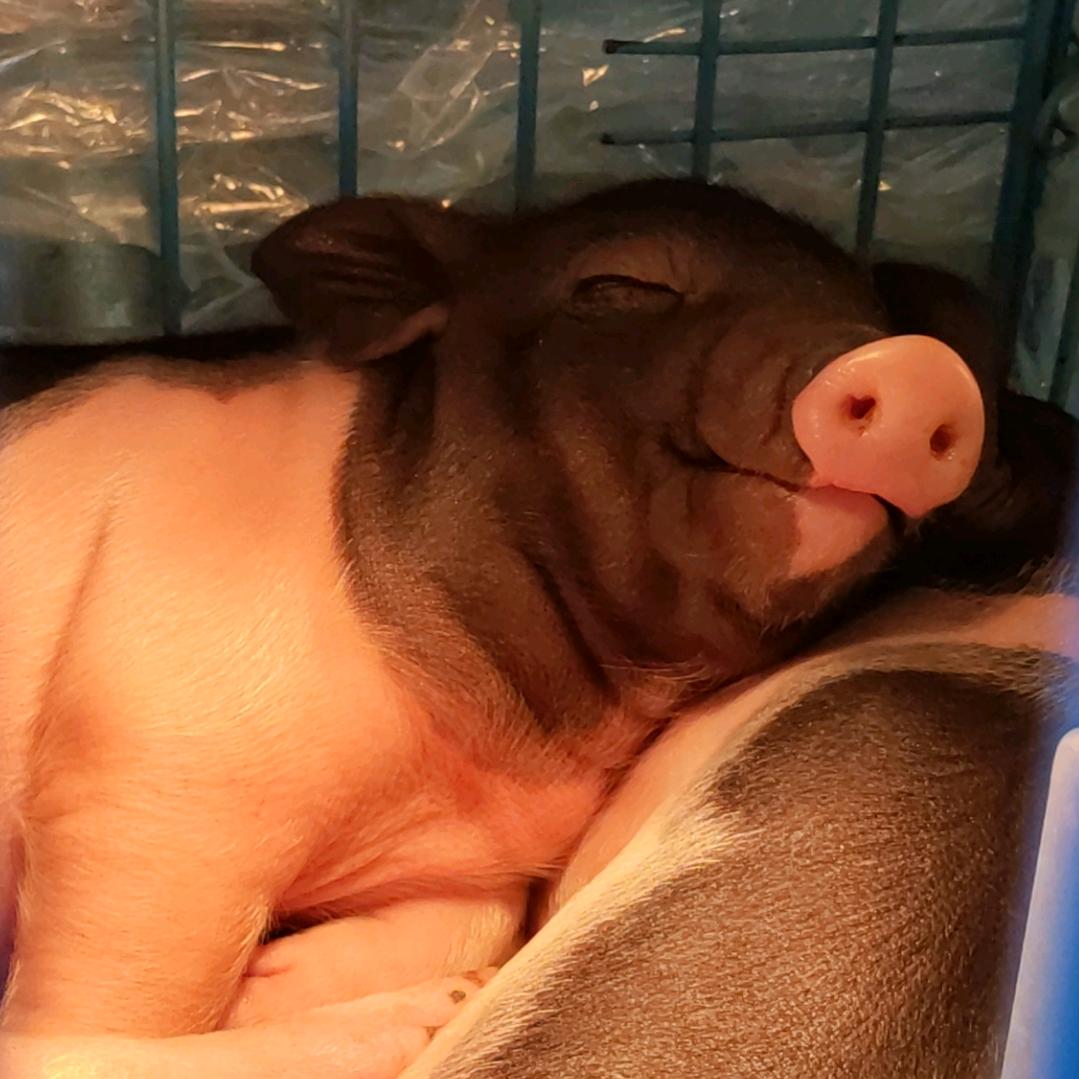 🌈*🐷佛系小肉球