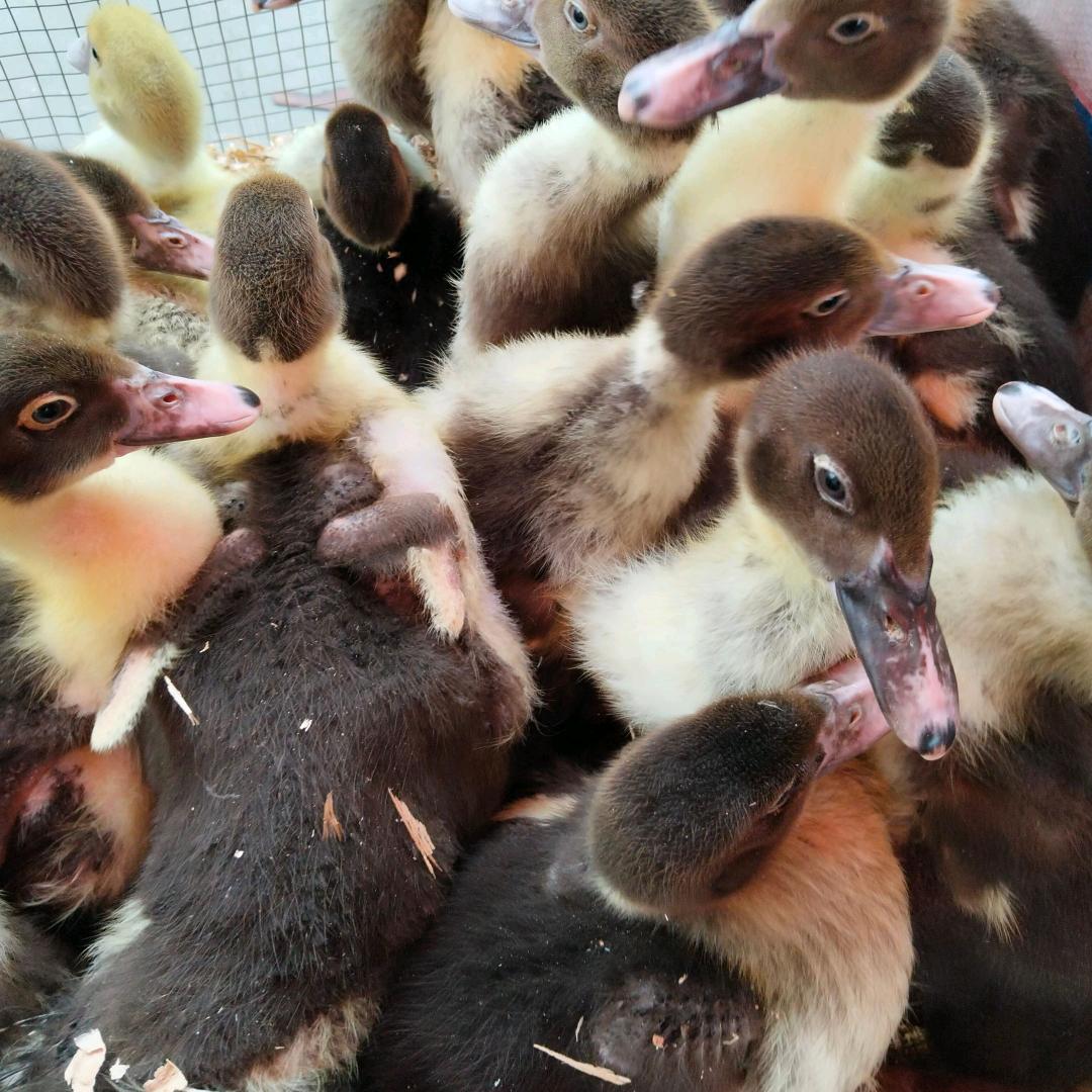 脱温鸡鸭鹅苗批发