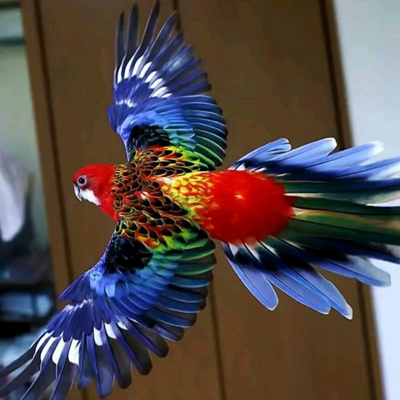 邢台大体大头鹦鹉养殖