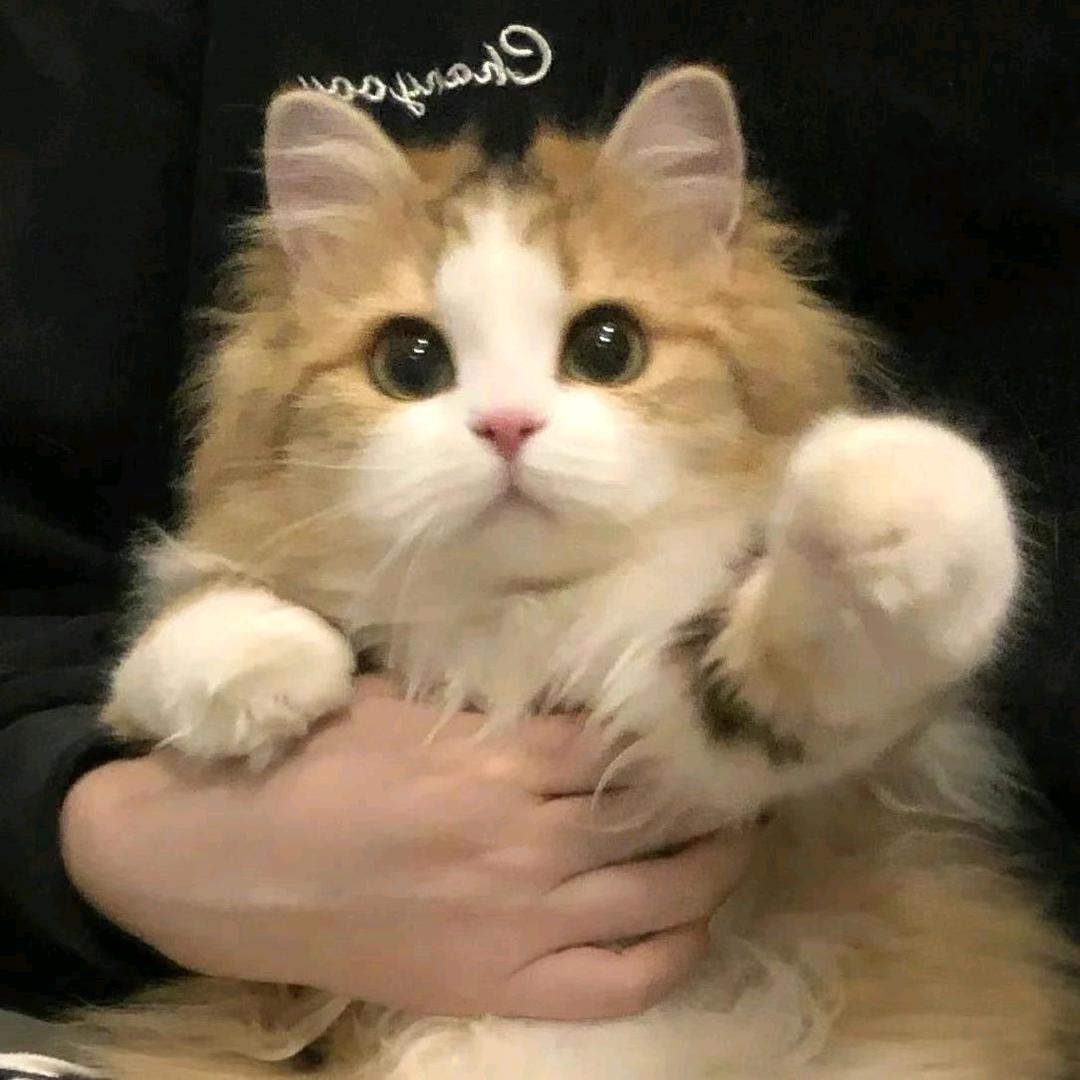 神小猫