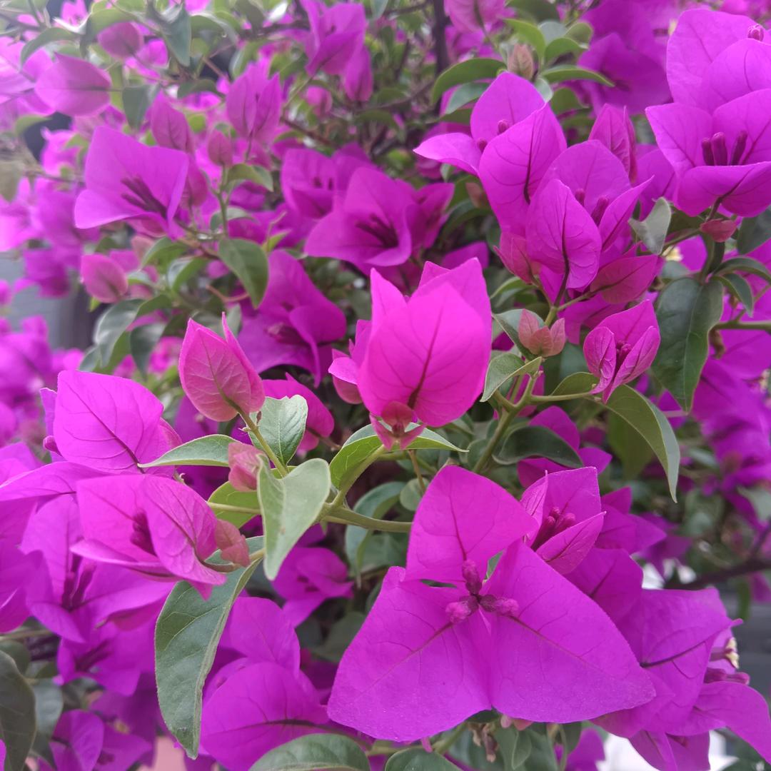 知足常乐，健康顺利。